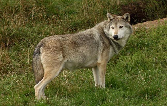 Der Wolf und das Anthropozän